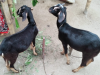 ২ টি দেশি খাসি বিক্রয় করা হবে।